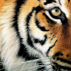 AHS TIGER FILM net worth