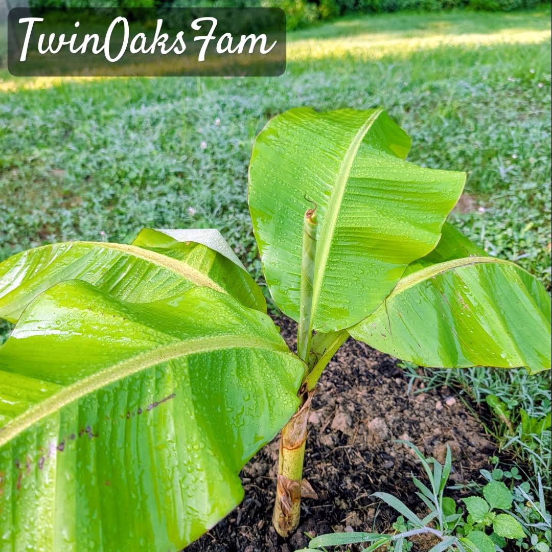 Post from Twin Oaks Family Farm - YouTube