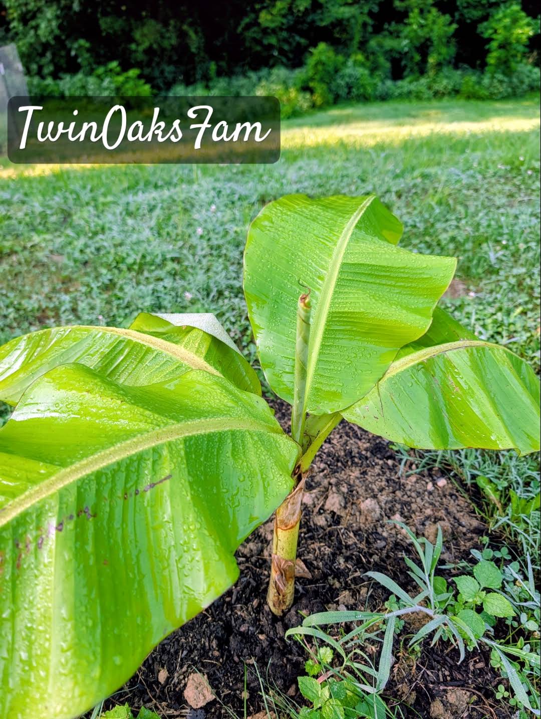 Post from Twin Oaks Family Farm - YouTube