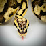 240xx_Jp-To-channel-avatar-Spectacle Reptiles