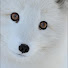 CREEPY FOX