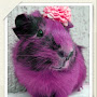 Rodent Watch
