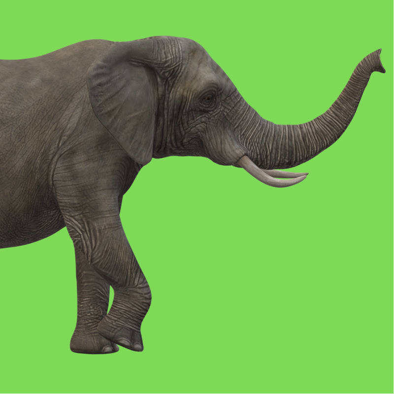 Trading Elephant - NEW Videos after 1000 Subs
