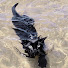 68uXjj8UMp8-channel-avatar-funny_pet_lover82