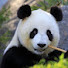 XWs9iZMQHsI-channel-avatar-Ais Panda