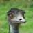 Mathew Emu
