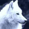 Eskie Wolf