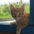 KRASAVCHIK