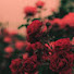 h3lhnytk0hk-channel-avatar-ألوان