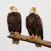 Southwest Florida Eagle Cam