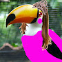 Avatar de Tucano Maravilha
