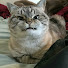 depressive_raccoon _