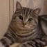 Cat Max TV