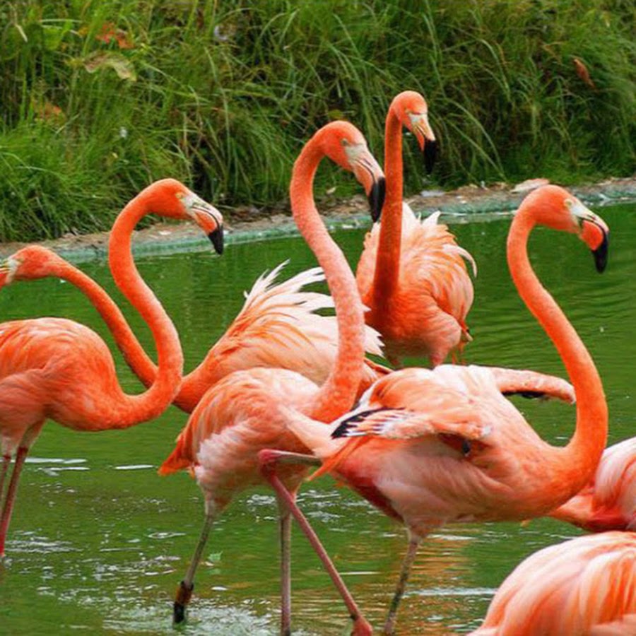 Flamingo Köy - YouTube