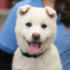 The Humane Society of the United States
