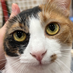 《あつし》Channel@猫たちと一緒