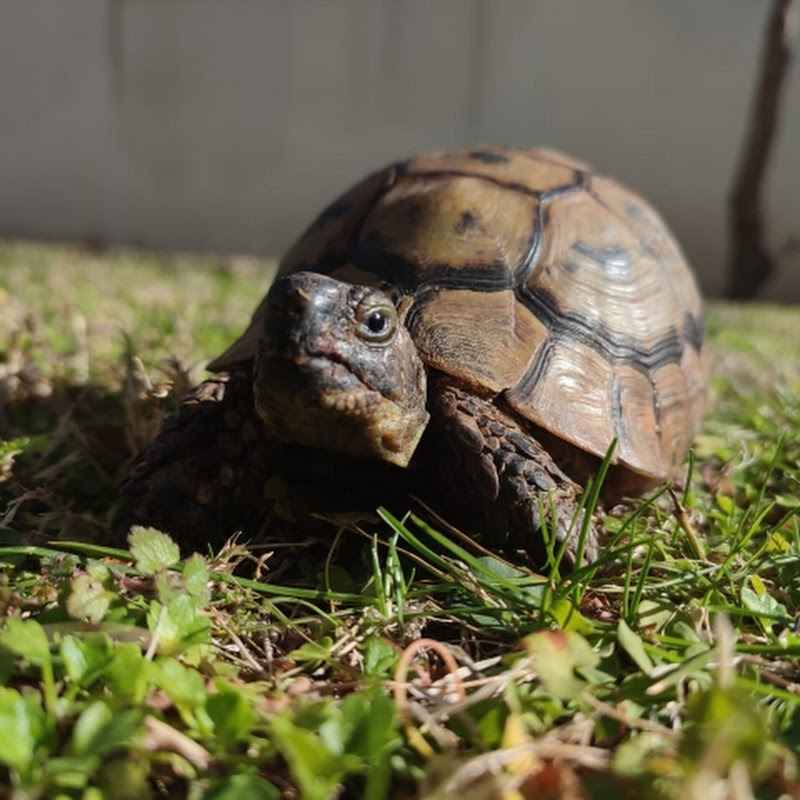 Turtle Pink, Cat Leha and other