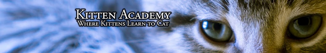 Kitten Academy YouTube channel avatar