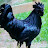 THE BIG BLACK COCK