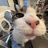 hsYy2jRkJHE-channel-avatar-Unusual Cats