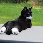 Ivy the Tuxedo Cat of Devonshire Meadows logo