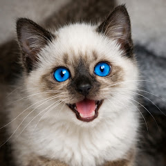 キヨウノワダイ