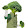 Broccoli assassin