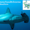 Ribosome's Channel