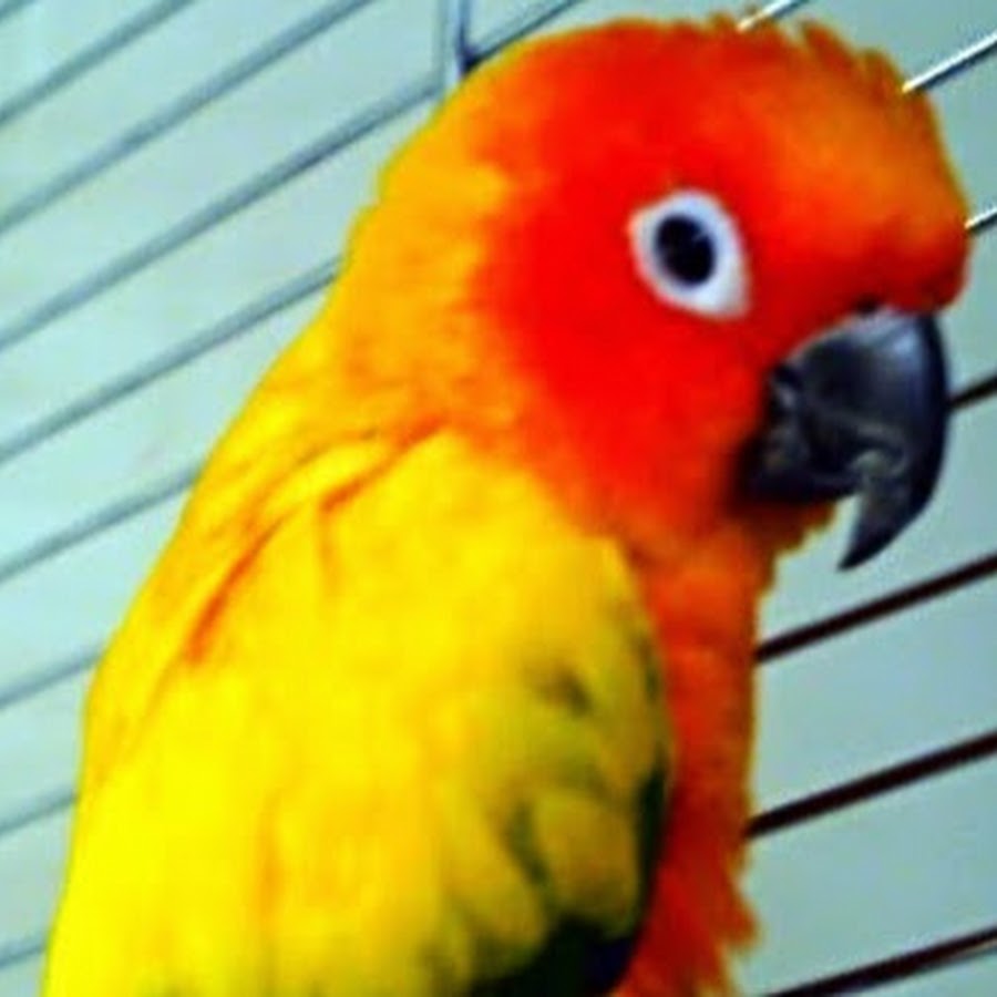 Sun Conure Jenday Conure 