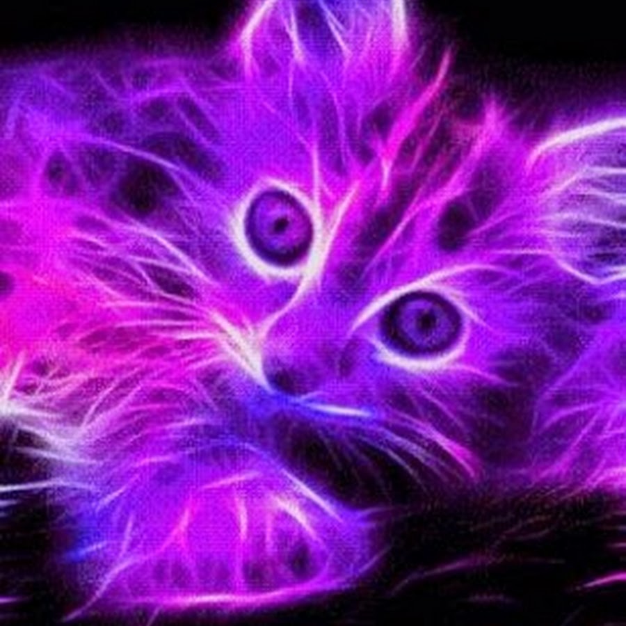neon kitten - YouTube