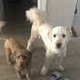 Daisy the best Dog - @Daisythecutedoodle - Youtube