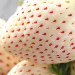 角栓の世界 The world of keratin plug