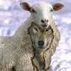 lambdog76