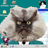 Sir Ckopo teh Robocat