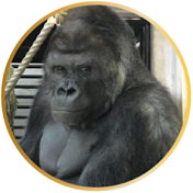 Japan Gorilla Family TV