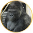 AKFbB2Y2gZ0-channel-avatar-Japan Gorilla Family TV