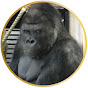 Japan Gorilla Family TV
