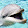Dolphin dude99