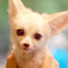 What could ドキドキワクワクチャンネル buy with $431.8 thousand?