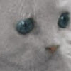 chattingcat