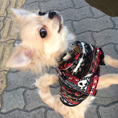 チワワの銀さんチャンネル