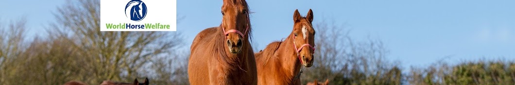 World Horse Welfare رمز قناة اليوتيوب