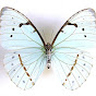 PapillonBlanc