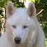 5642TUsS5jk-channel-avatar-Dzonevideo
