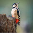 m-vCgPeEgg8-channel-avatar-Misty Heights Bird Hide