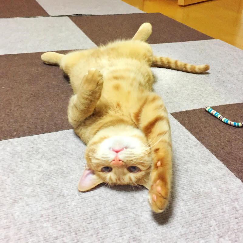 にゃんこ最強道のサムネイル