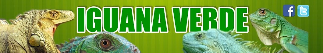 Iguana verde Avatar channel YouTube 