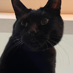 ききくん