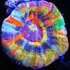 ReefTankTV
