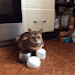 Мои Котята